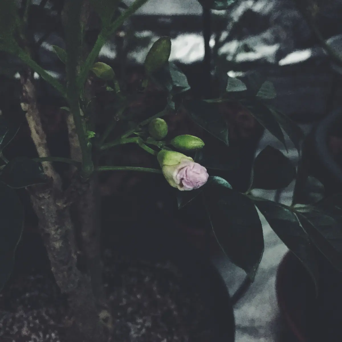 イペ　タベブイア　タベビア　ピンク花　観葉植物　インテリア タベブイア（ピンクイペー）｜そだレポ（栽培レポート）by賢狼