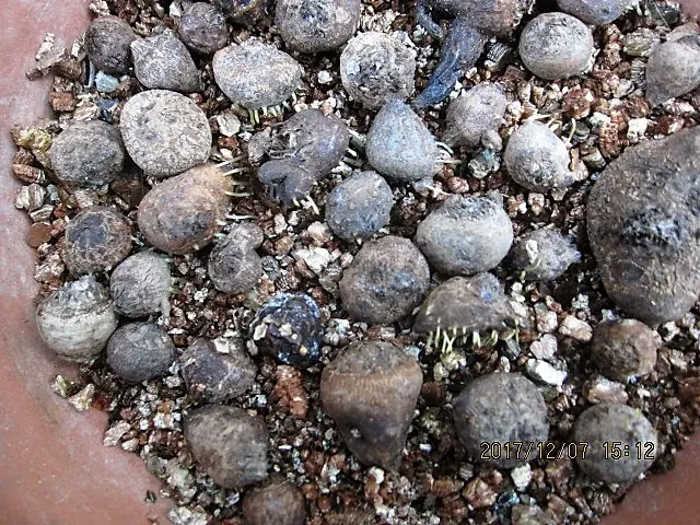 アネモネを球根から育ててみます。｜そだレポ（栽培レポート）byビィ玉