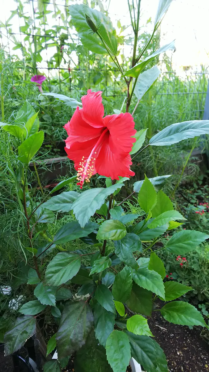 ふわふわモールでヤシの木 ハイビスカス付き ふわふわモールでヤシの木 ハイビスカス付き モールフラワー、夏なので