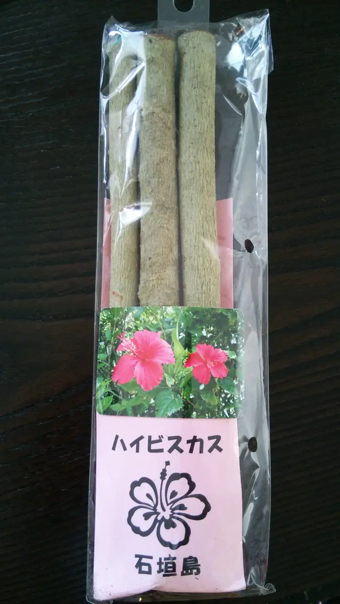 挿し木から育てるハイビスカス|そだレポ(栽培レポート 挿し木から育てるハイビスカス|そだレポ(栽培レポート