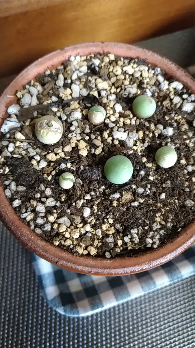 カルキュルス(翡翠玉)実生#1｜そだレポ（栽培レポート