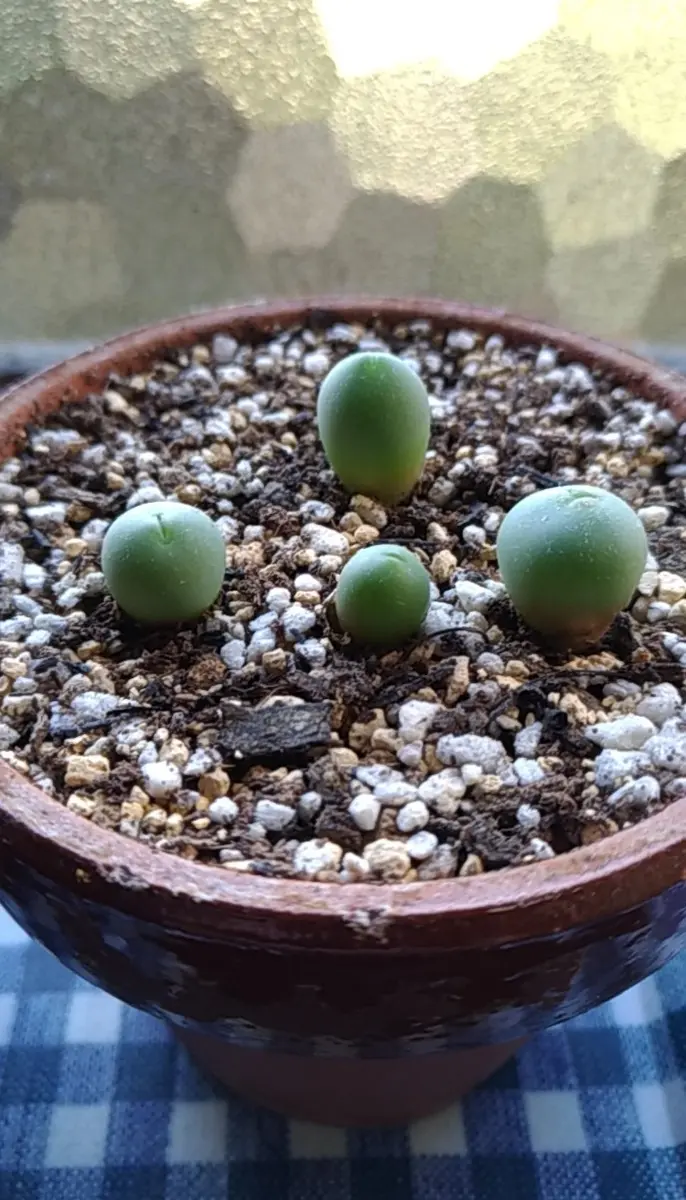 カルキュルス(翡翠玉)実生#1｜そだレポ（栽培レポート