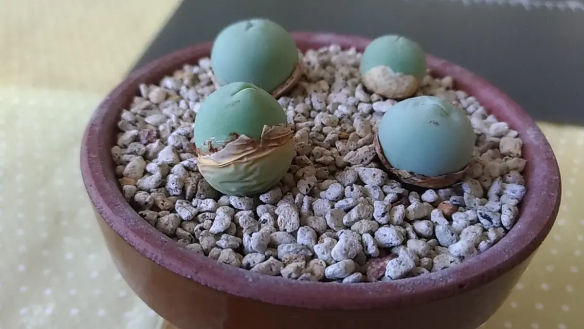 カルキュルス(翡翠玉)実生#1｜そだレポ（栽培レポート）byTripleMellow