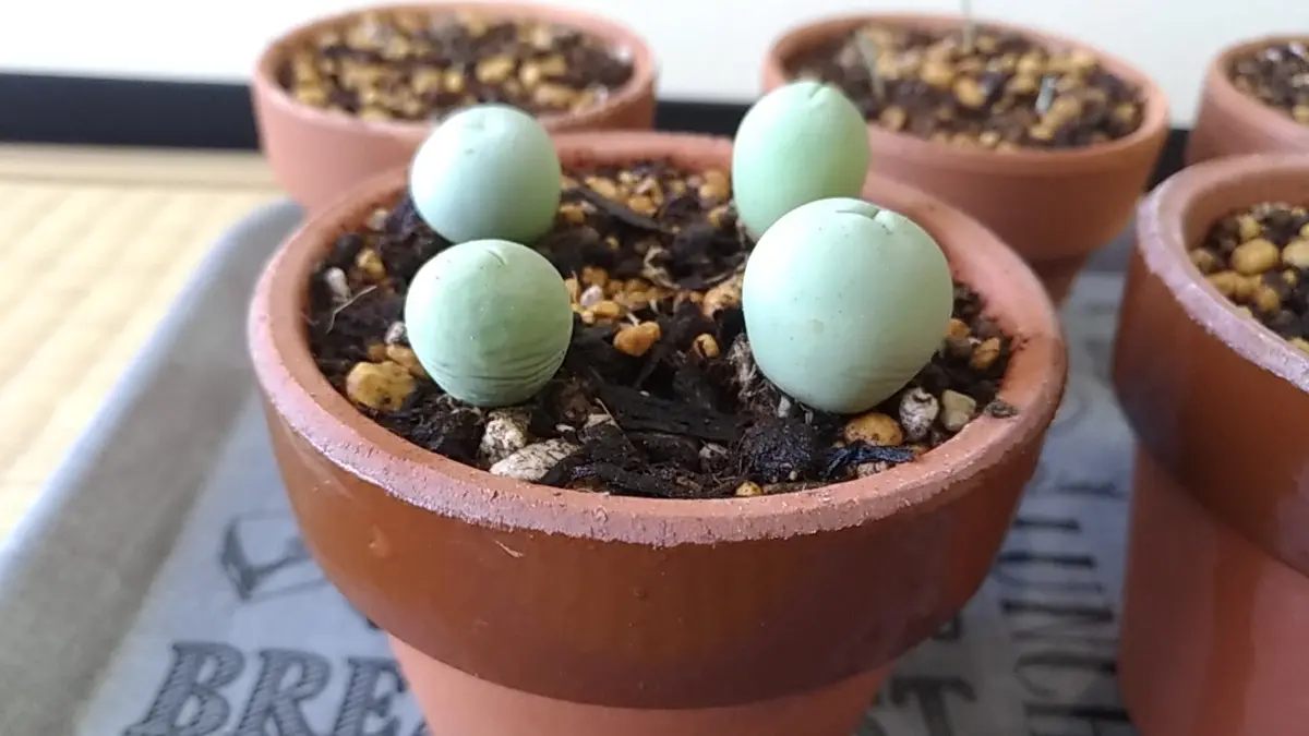 カルキュルス(翡翠玉)実生#1｜そだレポ（栽培レポート）byTripleMellow