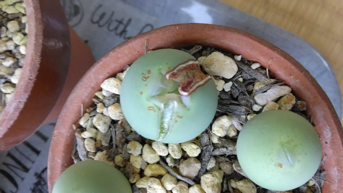 専用❤️速達+300円多肉植物Drosanthemum globosum 鉢のまま