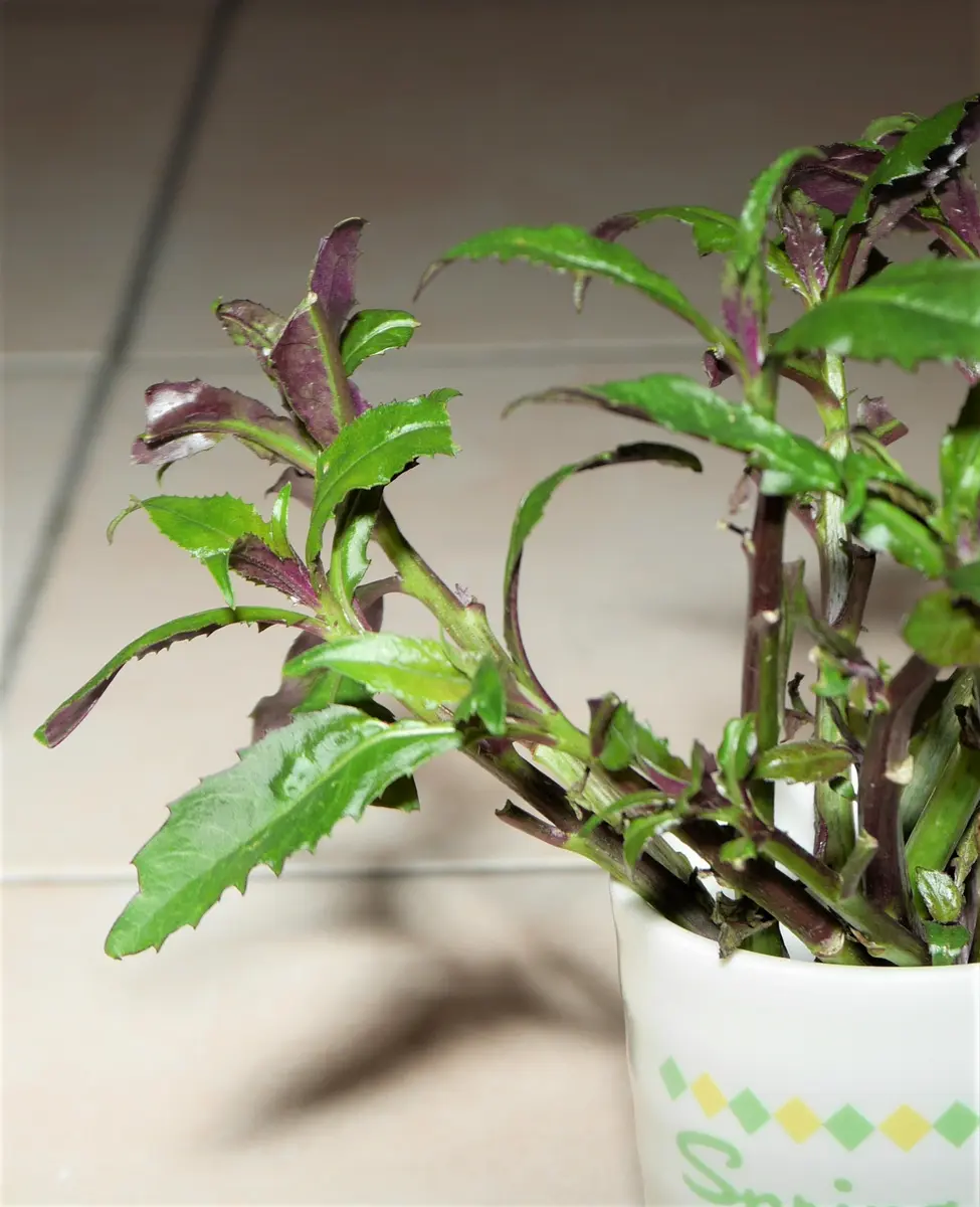 金時草 挿し木から育てる｜そだレポ（栽培レポート）by野菜と花の