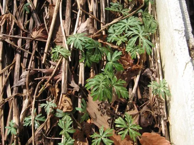 節分草3年めに開花|そだレポ(栽培レポート)by満天紅503 節分草3年めに開花|そだレポ(栽培レポート)by満天紅503