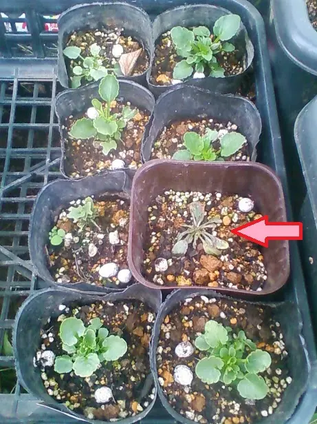 種まきから育てる 虹色スミレ｜そだレポ（栽培レポート）byラベンダー