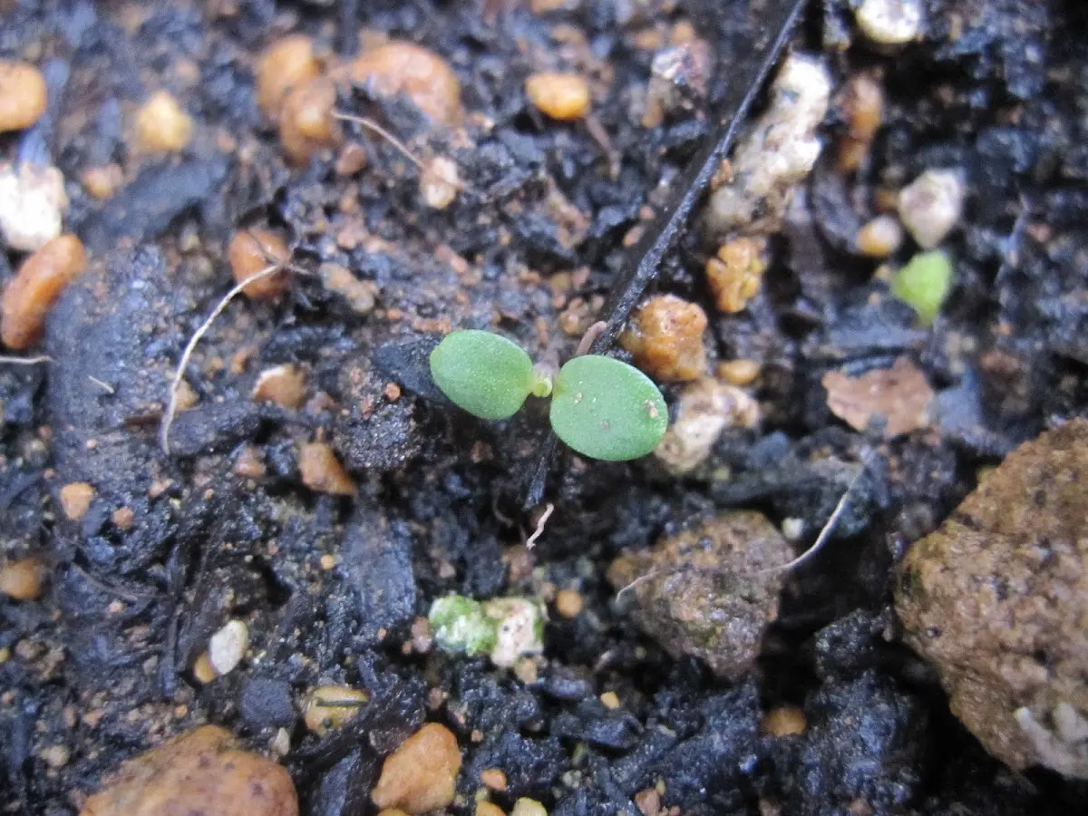 種まきから育てる 虹色スミレ｜そだレポ（栽培レポート）byラベンダー