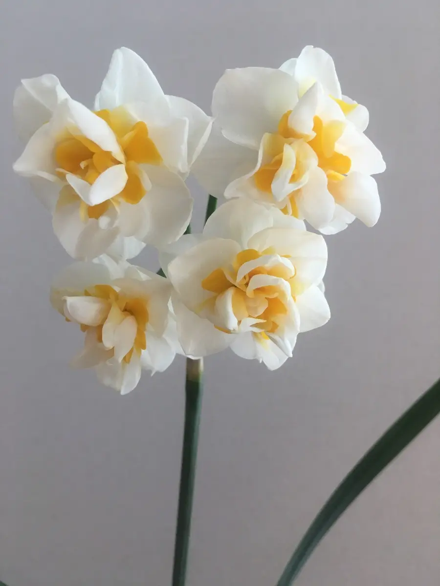 八重咲き水仙そだレポ｜そだレポ（栽培レポート）byumauo227