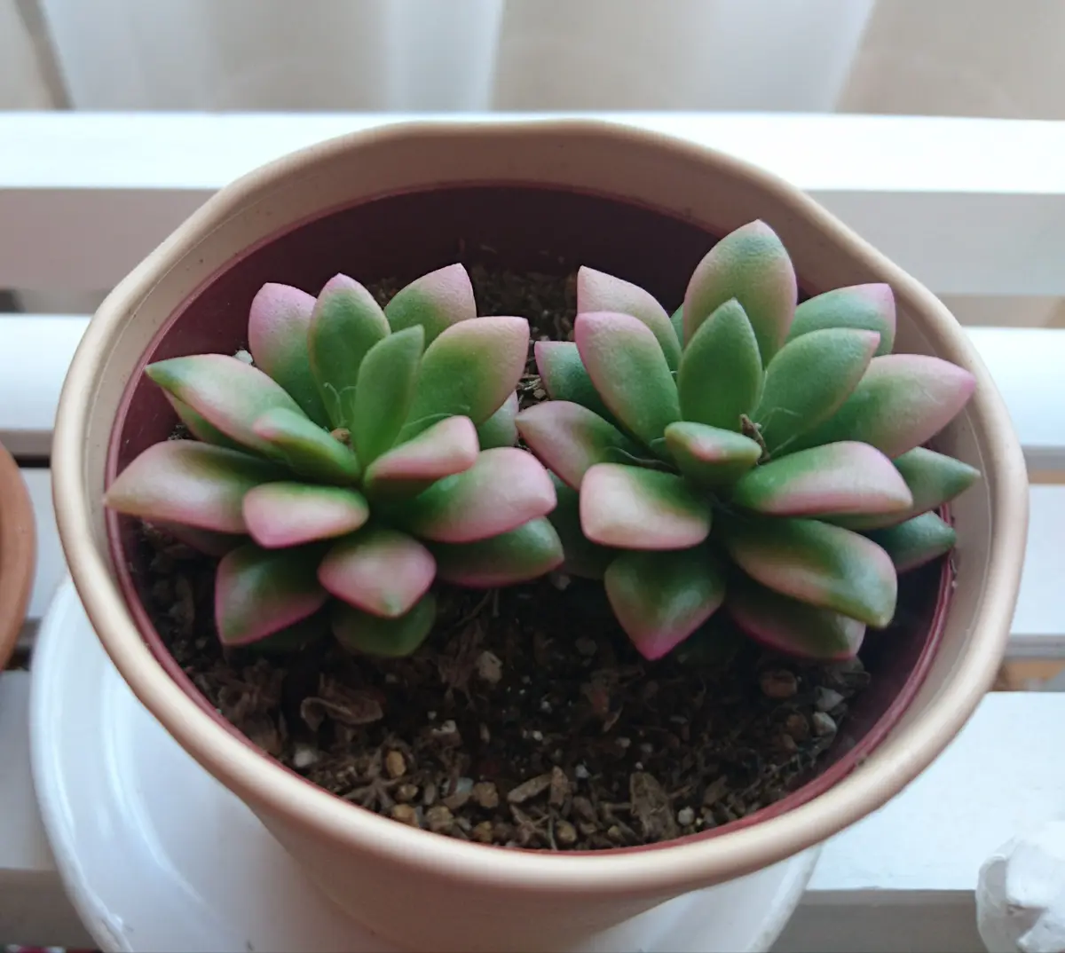 アナカンプセロス属 ルベルシー 抜き苗 アナカンプセロス属 ルベルシー