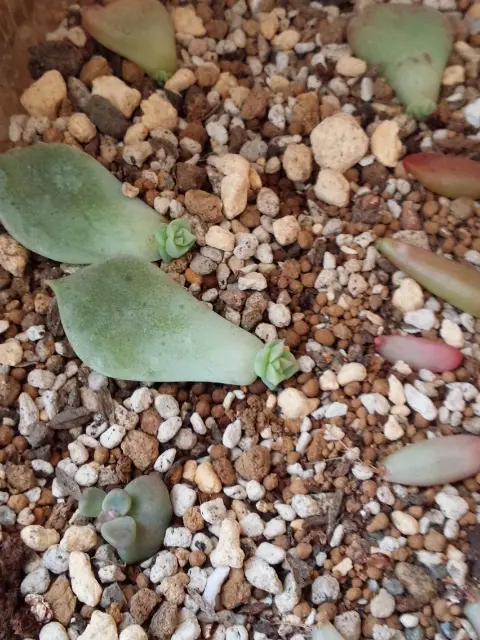 葉挿し｜そだレポ（栽培レポート）byやぁこ｜みんなの趣味の園芸