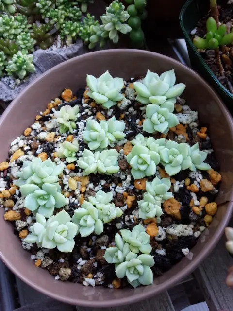 葉挿し｜そだレポ（栽培レポート）byやぁこ｜みんなの趣味の園芸