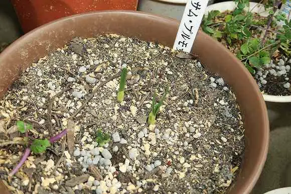 ムスカリ 花の形が気に入って|そだレポ(栽培レポート)by ムスカリ 花の形が気に入って|そだレポ(栽培レポート)by