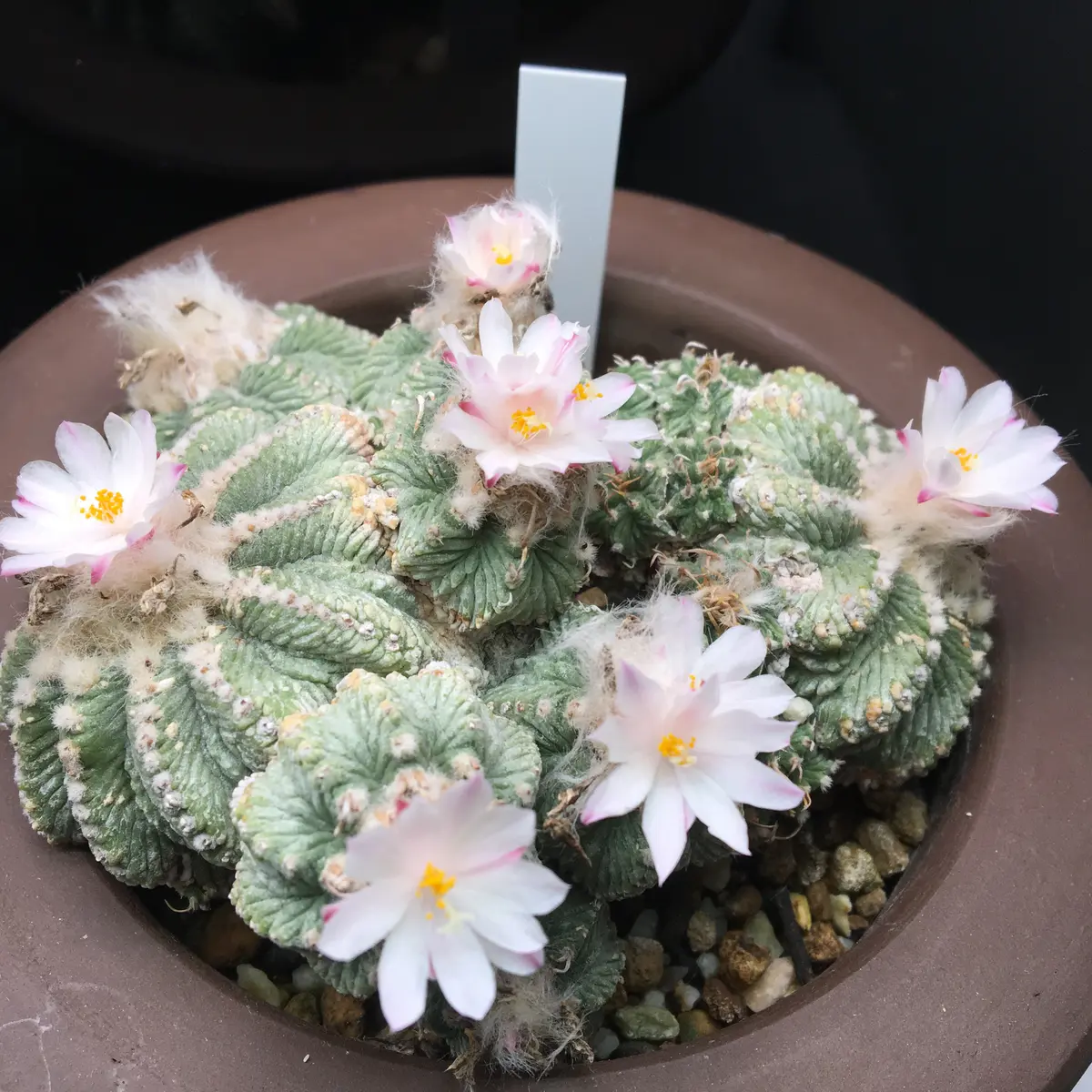 Aztekium ritteri【アズテキウム・花籠・実生】 | RIMO'S GREEN