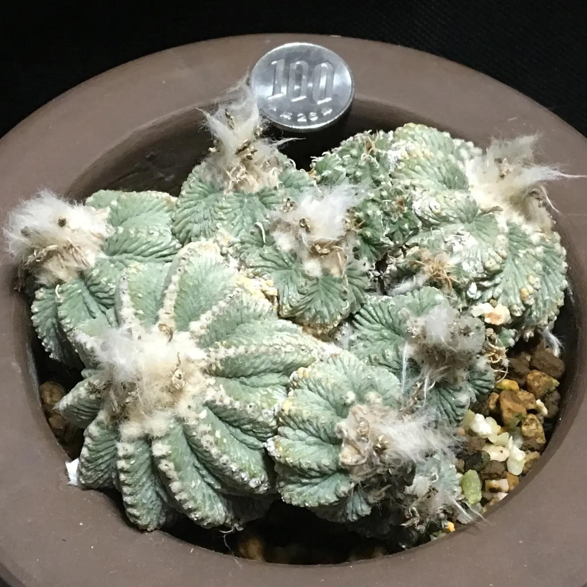 アズテキウム 【花籠】 サボテン isla del pescado - Aztekium ritteri-アズテキウム・リッテリ