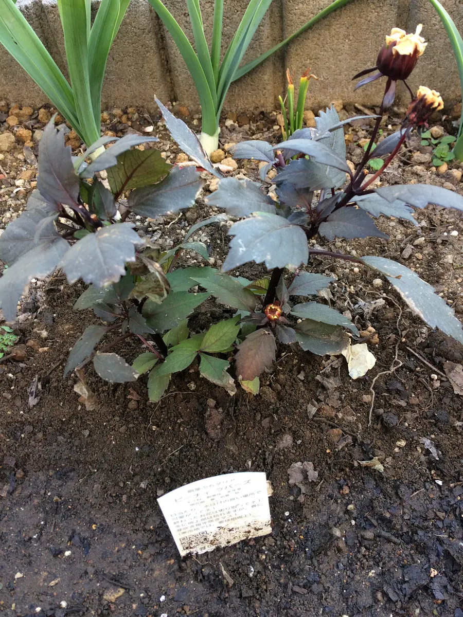 見切り品「銅葉ぷちダリア」ゲット！｜そだレポ（栽培レポート）by