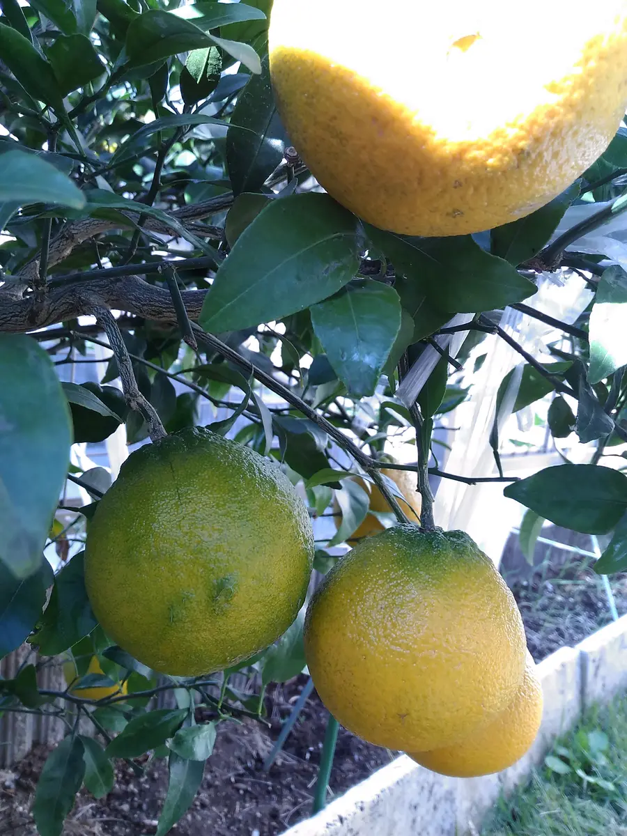 不知火(デコポン)2014-2023年｜そだレポ（栽培レポート）byぷ～たん