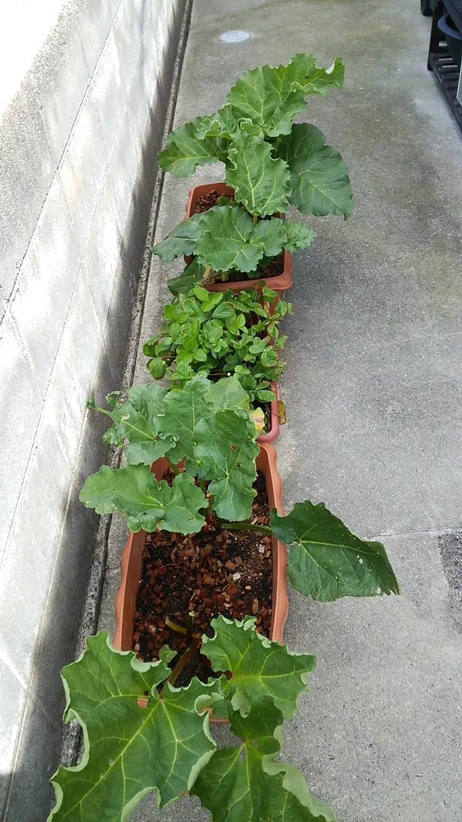 ルバーブの苗のお問い合わせへのお返事 ルバーブの苗のお問い合わせ