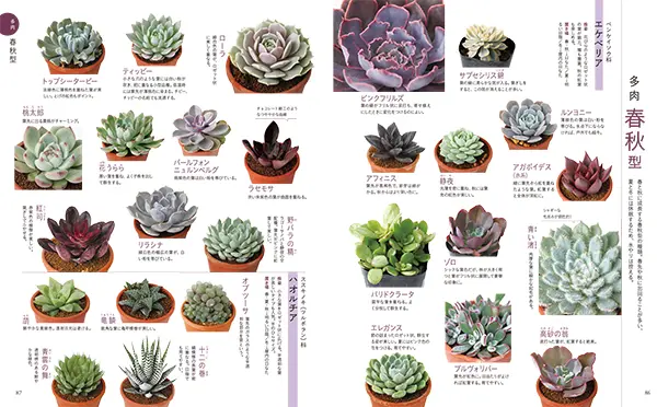 多肉・サボテン本の決定版が発売！『はじめて育てる多肉植物サボテン