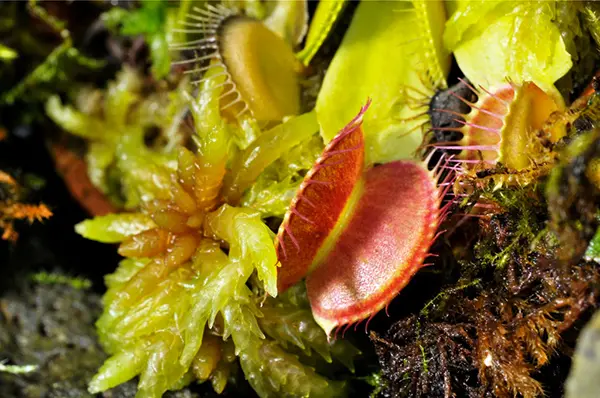 傍らの花と「会話」していますか!?～『植物は〈知性〉をもっている～20