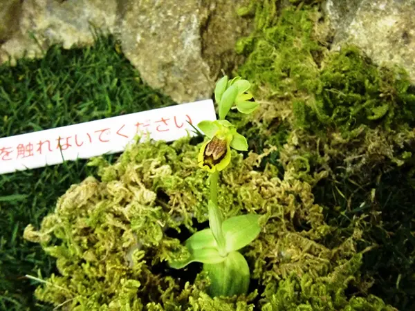 傍らの花と「会話」していますか!?～『植物は〈知性〉をもっている～20