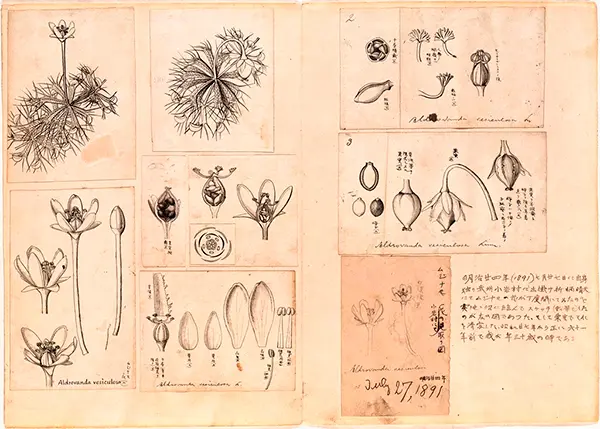 牧野富太郎博士のシダ論文とその標本 | 加藤 僖重, 甲田 龍太郎