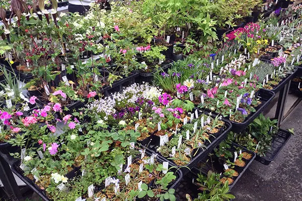 山野草マニアックス 31 山野草（植物名別） | 四国ガーデン株式会社