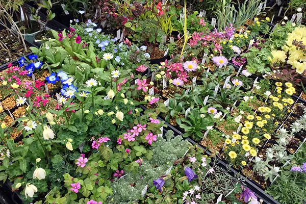 国内最大規模の山野草展示即売会！「第31回日草展」上野グリーンクラブ