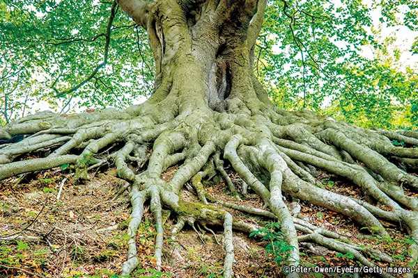 世界観を覆す異色の植物本、待望の続編登場！『植物は<未来