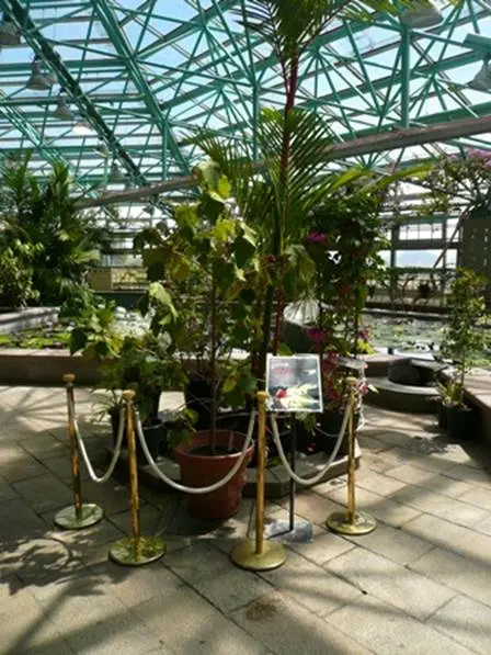 草津市立水生植物公園みずの森で、珍しいデビルズハンドツリー