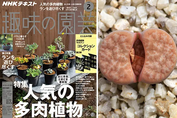 擬態、脱皮
