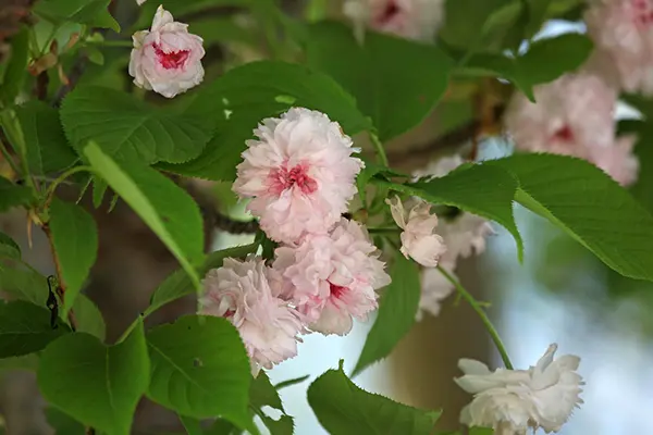 名古屋ゆかりの植物学者、「伊藤圭介」と歩く東山動植物園「桜の