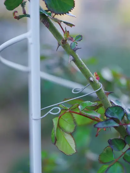 簡単、安全にバラの誘引作業ができる「ローズフック」～今月のおすすめ