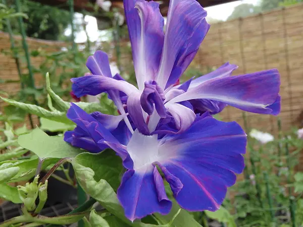 アサガオの奥深い世界を堪能できる、くらしの植物苑「伝統の朝顔