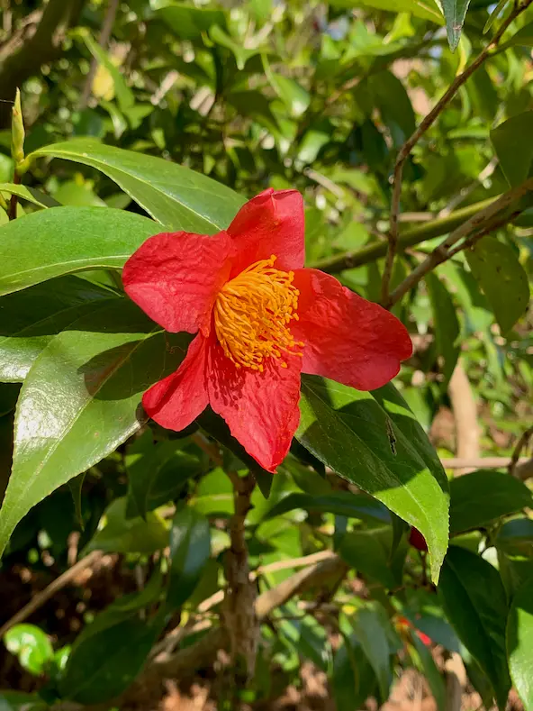 新潟名物　つばきさん専用 新潟県立植物園で「春の大つばき展」4月9日～11日開催-みんなの