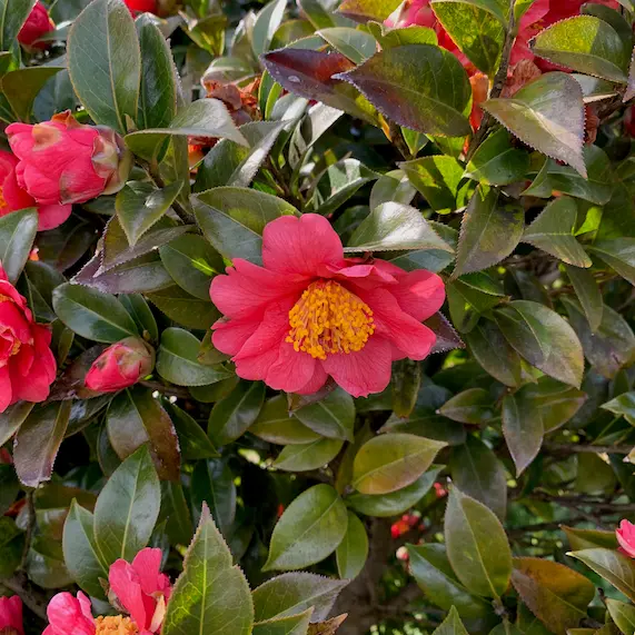 新潟県立植物園で「春の大つばき展」4月9日～11日開催-みんなの