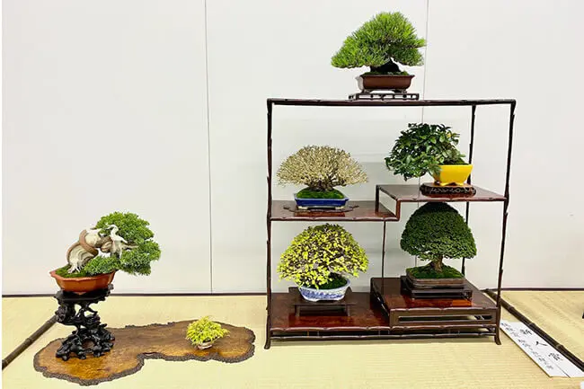 関東最大の小品盆栽フェア「第29回秋雅展」10月28日から4日間！上野