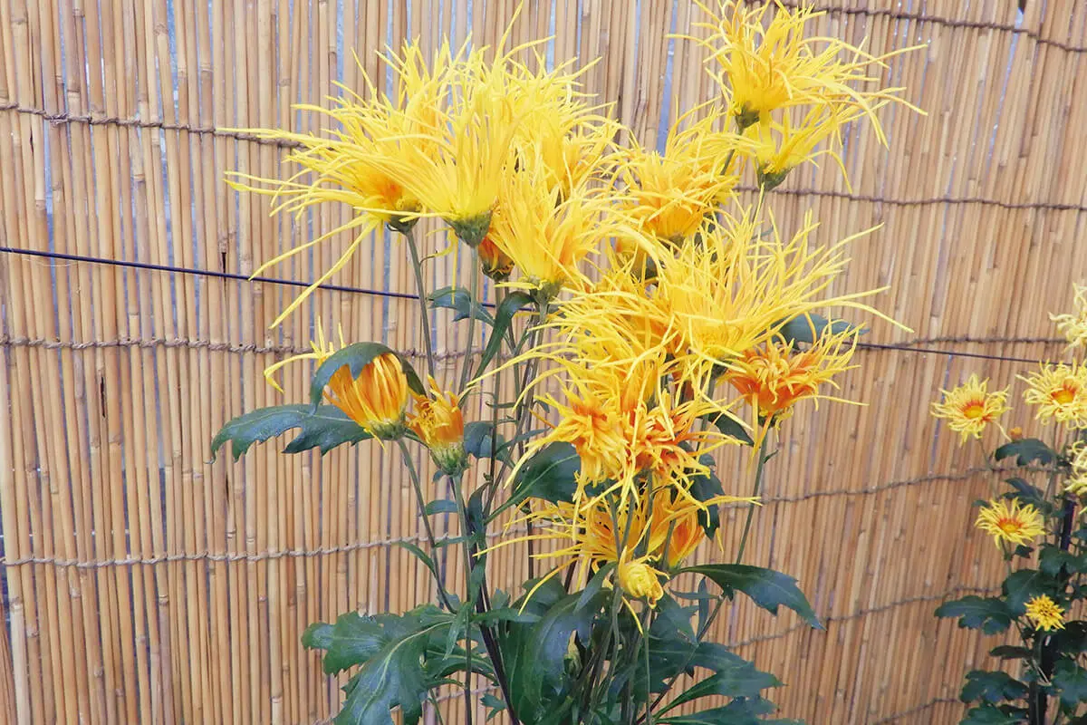 奥深いキクの世界を堪能できる、くらしの植物苑「伝統の古典菊