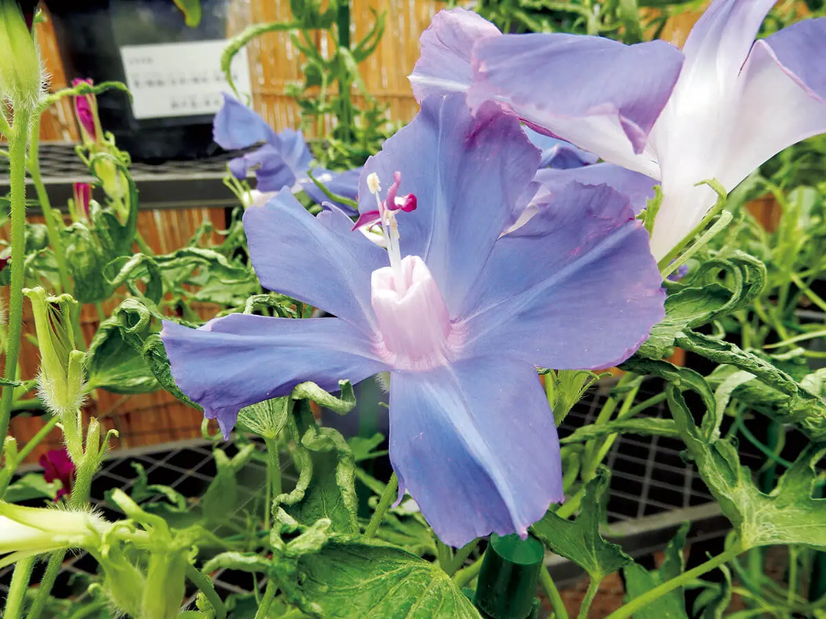 朝顔百科 : アサガオの栽培・仕立てから園芸文化史まで