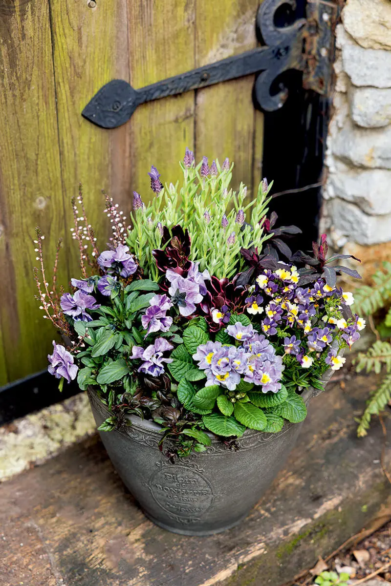 寄せ植えをつくるなら冬がおすすめ！2つのメソッドで始めよう-みんなの