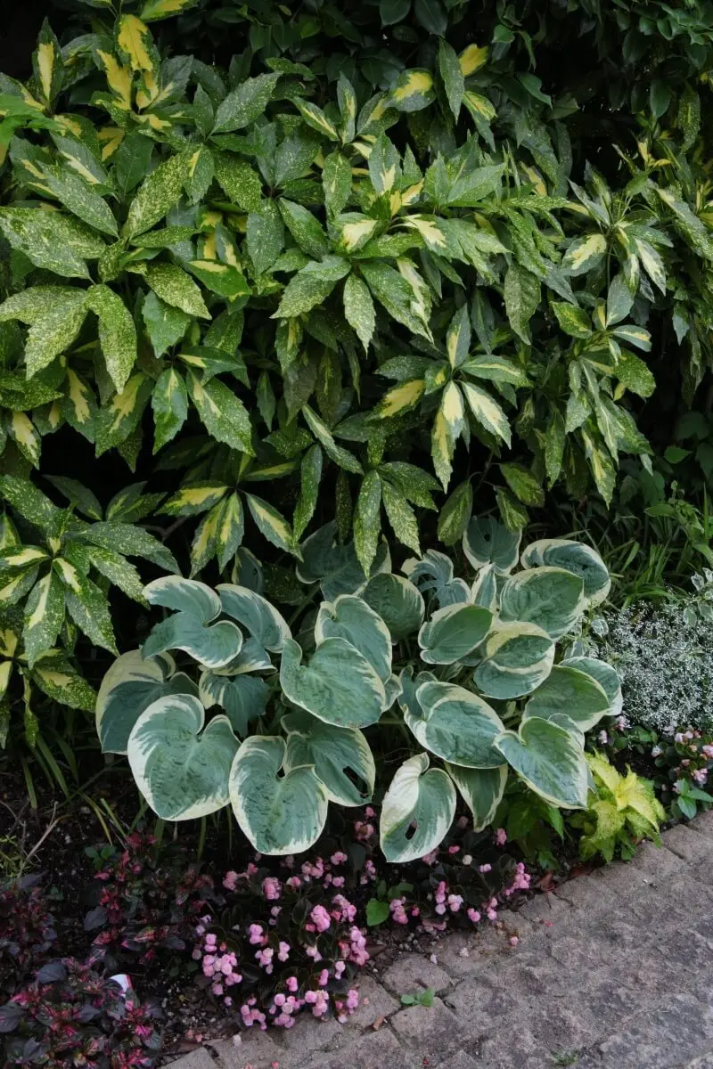 「半日陰」と「明るい日陰」の違いは?植物を育てる前に日照条件を確認しよう-みんなの趣味の園芸