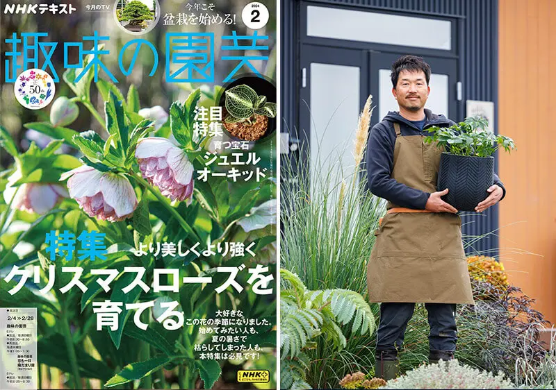 クリスマスローズ、どうしたら大きくなるの？大株栽培に関するみなさんからのお悩みに追加回答！【趣味の園芸2月号こぼれ話・前編】-みんなの趣味の園芸