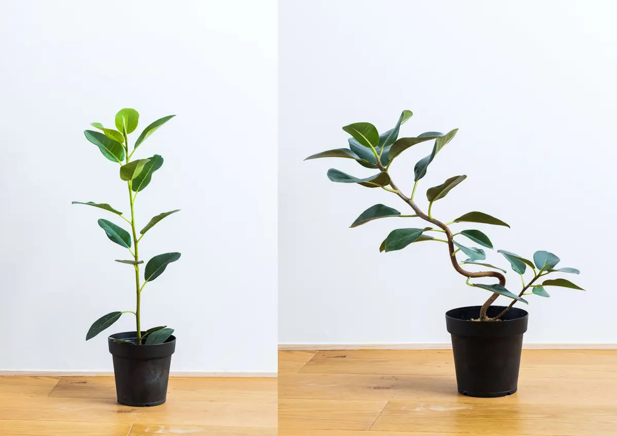 インドアグリーンの王様、フィカス。手ごろな値段の苗を、かっこいい姿