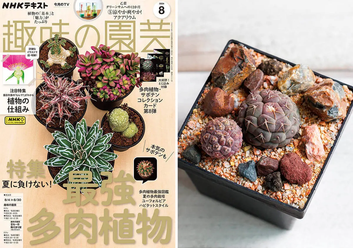 多肉植物の自生地の姿を再現して育てる「ハビタットスタイル」とは