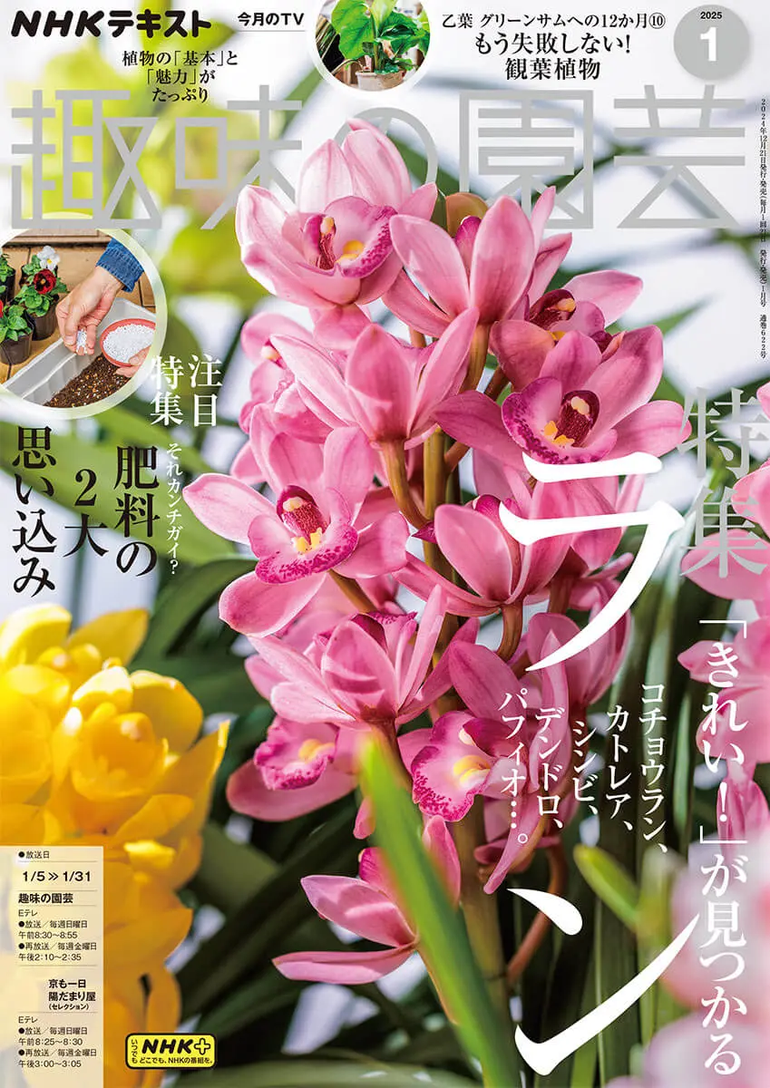 趣味 welcome more information 2025 趣味の園芸』2025年1月号の紹介～「きれい！」が見つかるラン／鉢植え