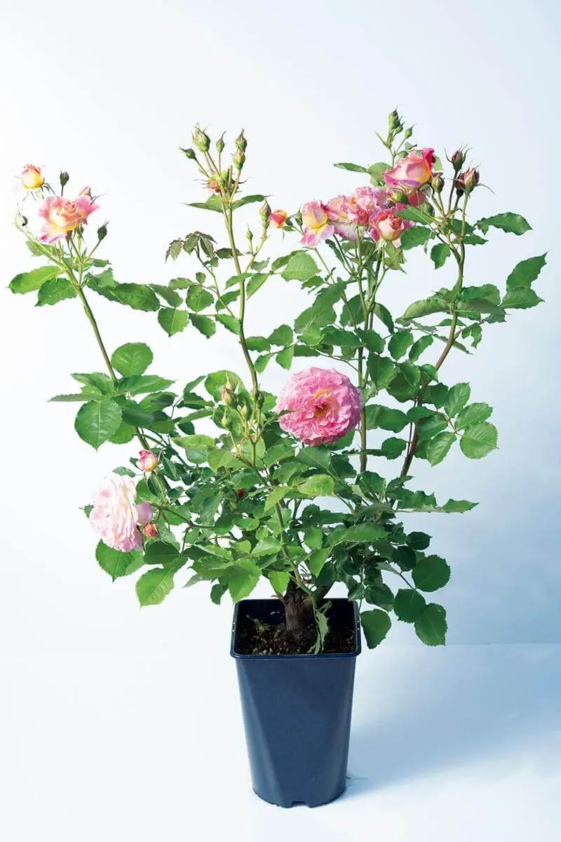 バラの開花苗】購入前にチェック！よい苗を見極めるポイント-みんなの