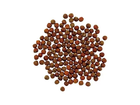 そのタネ、もう発芽しないかも…? タネの寿命-みんなの趣味の園芸
