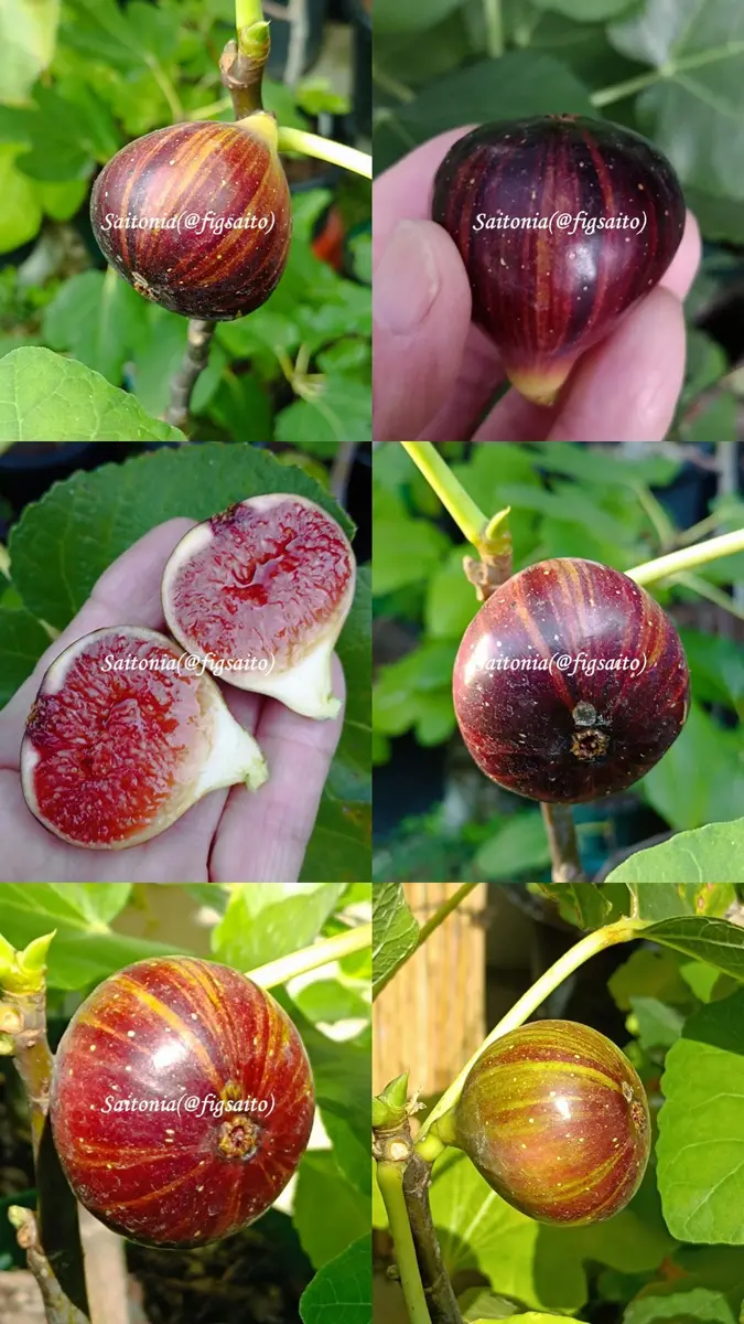 イチジク苗木 LUMERA N-14 いちじくの苗木一覧 | 【モンベルジェ】果樹