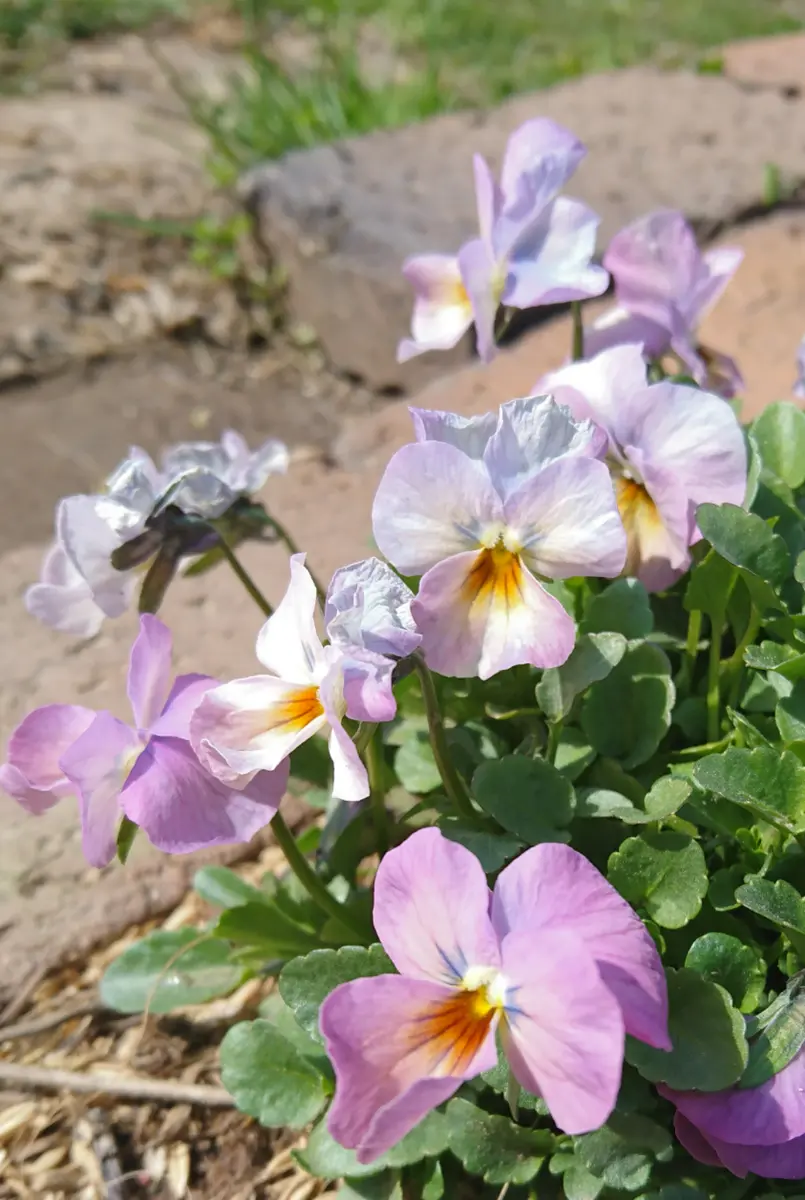 ビオラビビピンクアンティーク種ま「2020年のお花たち1〜6月春編
